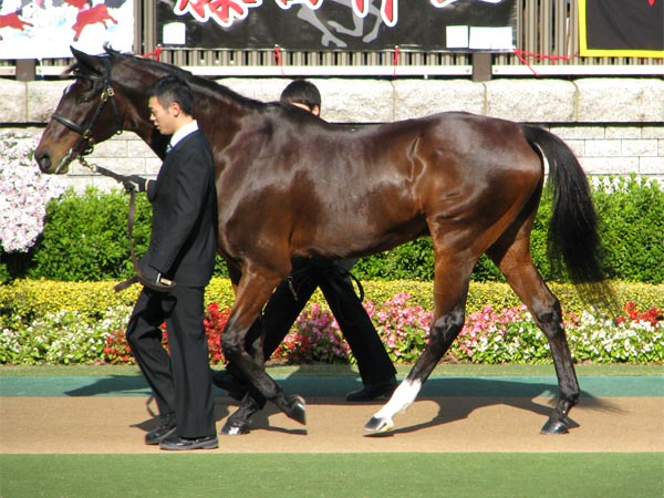 25年ぶりの東京競馬場のパドックを歩くシンボリルドルフ