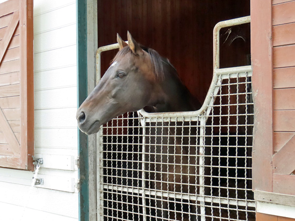 またダービー馬が亡くなりました　～ネオユニヴァース