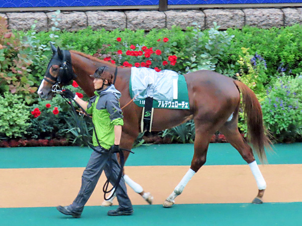 アルテヴェローチェ 2024年10月5日 東京競馬場