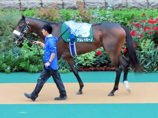 アルレッキーノ 2024年10月5日 東京競馬場