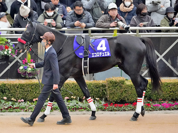 エコロデュエル