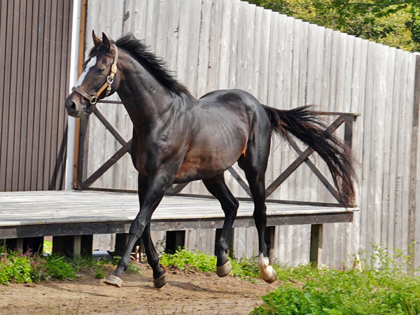 オジュウチョウサン